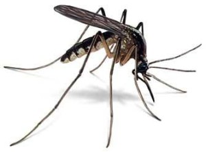 Anopheles quadrimaculatus, the mosquito that helped with the Battle of Yorktown and the American Revolution.