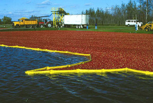 Modern-day cranberry harvesting